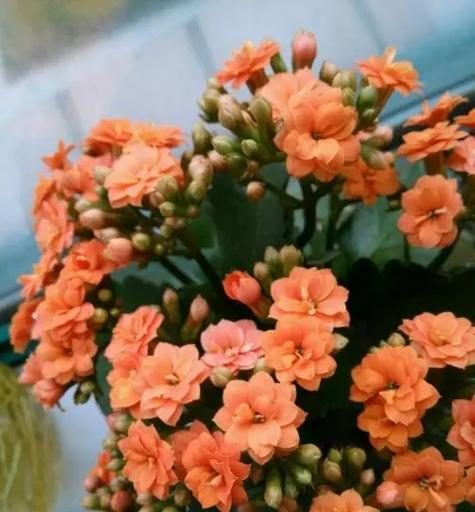 秋季适合种植哪些花卉？如何照料秋季新种的花？