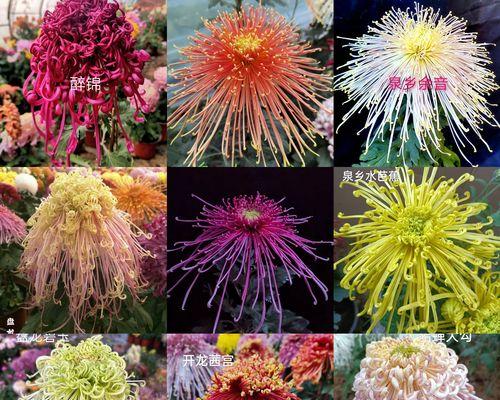 秋季适合种植哪些花卉？如何照料秋季新种的花？
