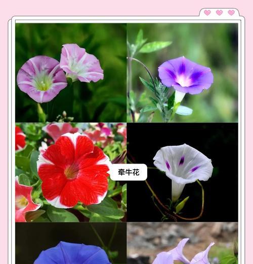 秋季适合种植哪些花卉？如何照料秋季新种的花？
