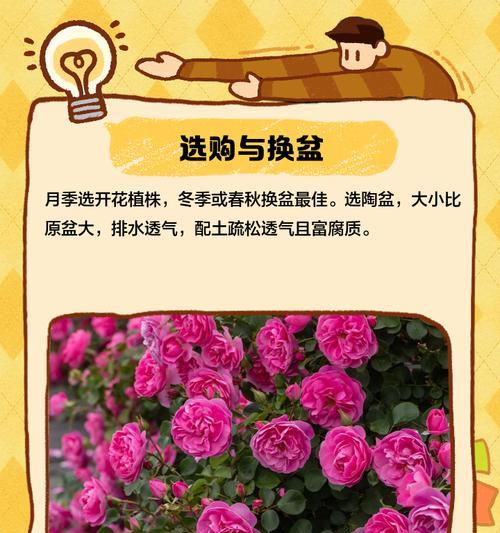 月季不开花是什么原因？如何解决？
