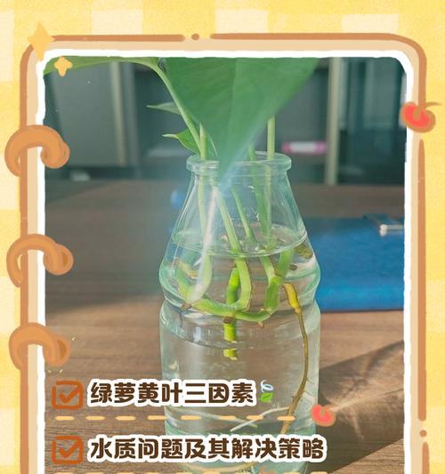 绿箩叶子发黄剪掉后如何处理？