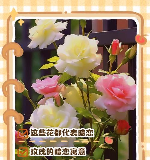 斑马花的正确养护方法和常见问题解答？