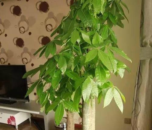 北方适合养殖什么植物？哪些植物能在北方冬季存活？