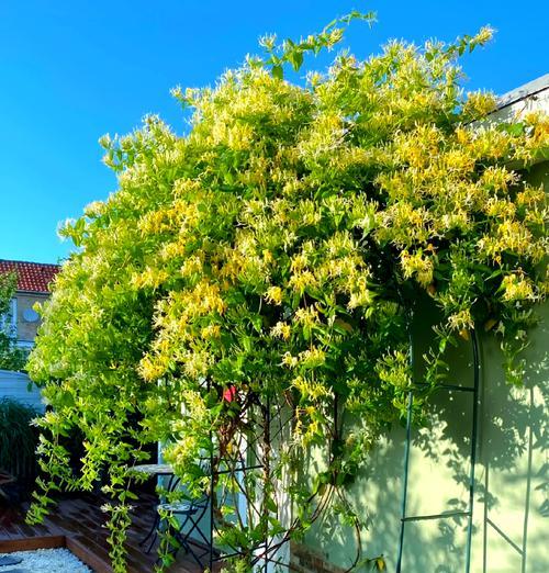 北方适合养殖什么植物？哪些植物能在北方冬季存活？