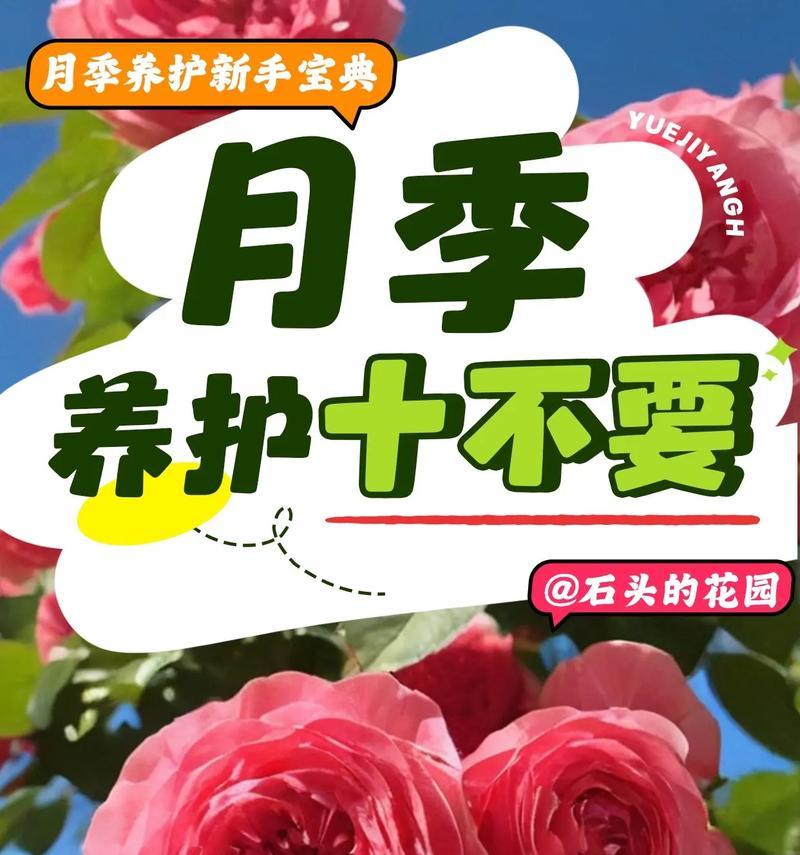 变色月季的养护要点是什么？
