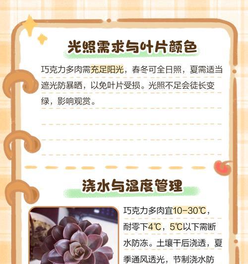 巧克力花植物的养殖方法和护理技巧？