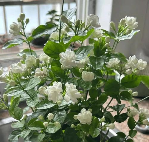 夏季茉莉的浇水方法是什么？如何确保茉莉夏季水分充足？