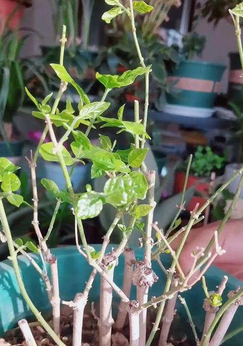 夏季茉莉的浇水方法是什么？如何确保茉莉夏季水分充足？