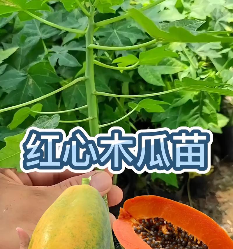 木瓜盆栽种植的步骤是什么？