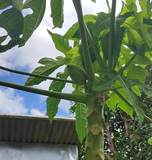 木瓜盆栽种植的步骤是什么？