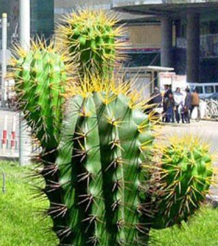 仙人掌有哪些不同的形状和种类？它们的生长习性如何？