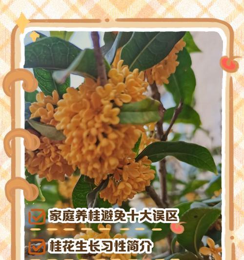 桂花树的养殖技巧和常见问题是什么？