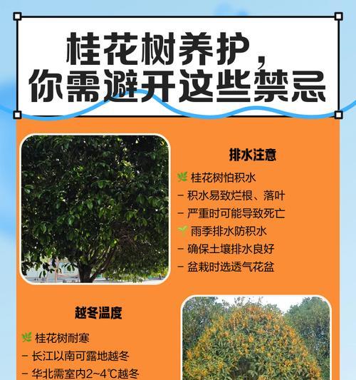 桂花树的养殖技巧和常见问题是什么？