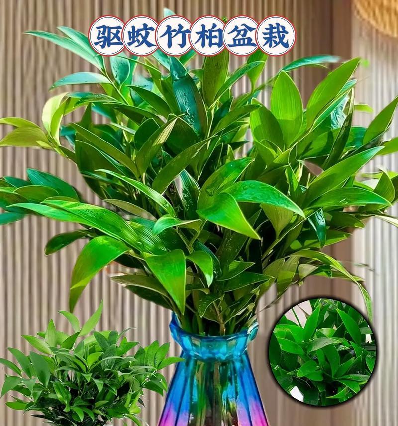 室内盆景养护技巧有哪些？
