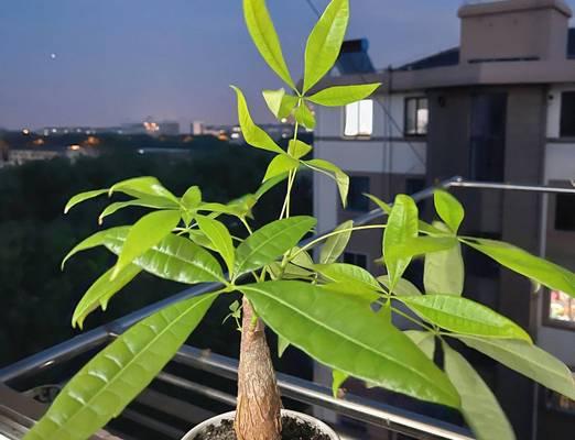 室内盆景养护技巧有哪些？