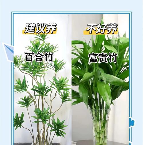 租盆栽需要注意哪些问题？如何选择合适的盆栽？