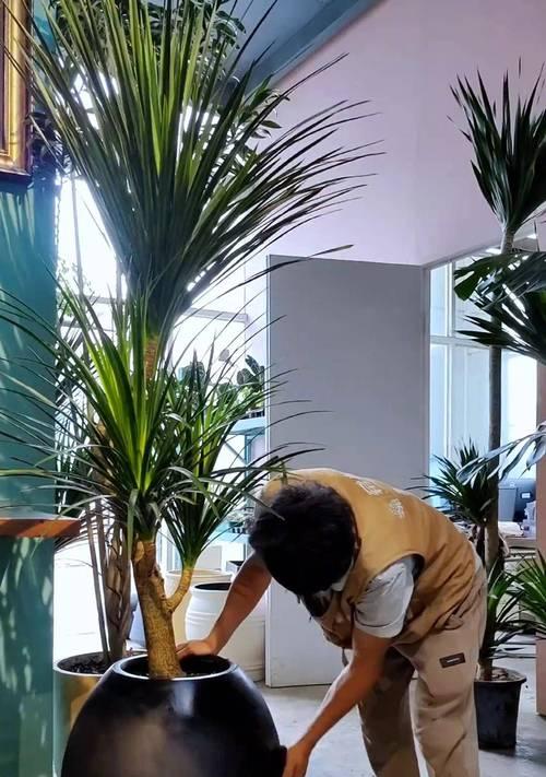 租盆栽需要注意哪些问题？如何选择合适的盆栽？