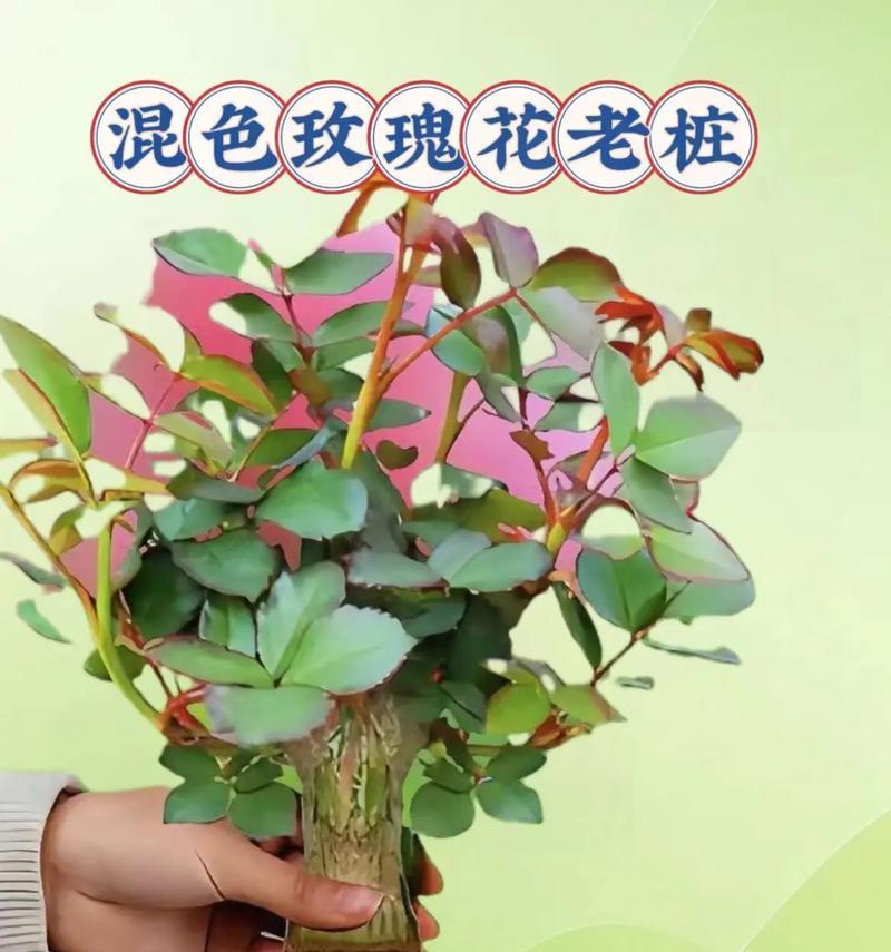 玫瑰种植的正确方法是什么？如何让玫瑰花开得更美？