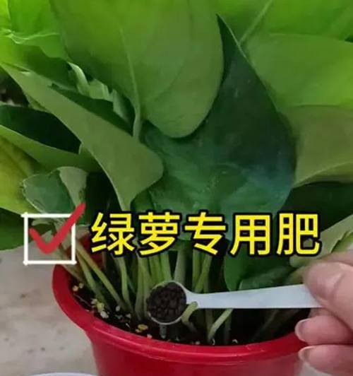 绿萝用什么肥长得快？绿萝施肥的正确方法是什么？