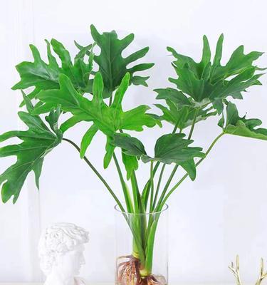 水盆栽植物的养殖方法是什么？