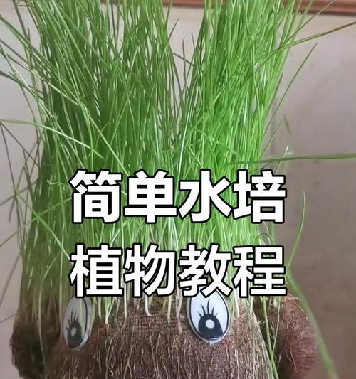 水盆栽植物的养殖方法是什么？