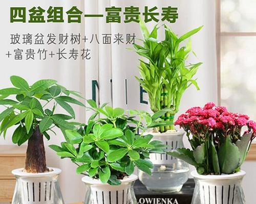 水盆栽植物的养殖方法是什么？