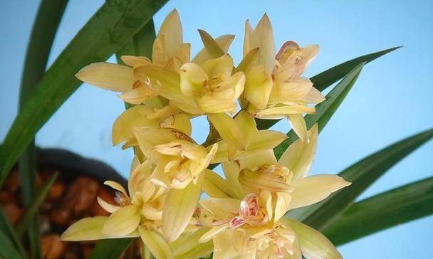 兰花种类兰花品种有哪些？哪种兰花最珍贵？