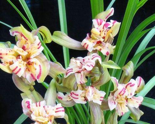 兰花种类兰花品种有哪些？哪种兰花最珍贵？