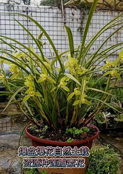 兰花种类兰花品种有哪些？哪种兰花最珍贵？
