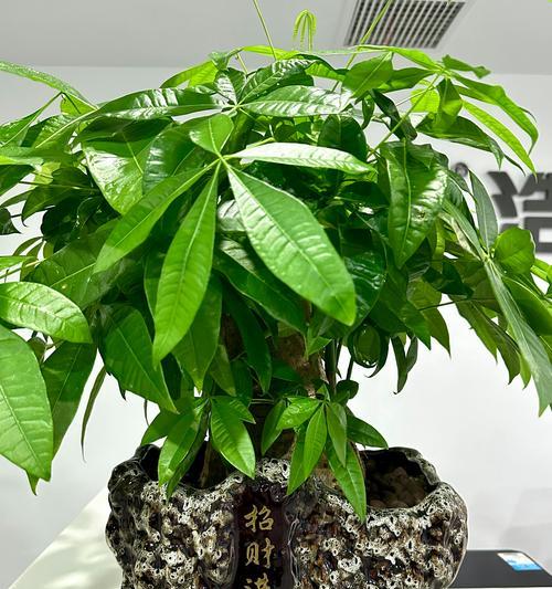 发财树学名是什么？它有哪些别称？