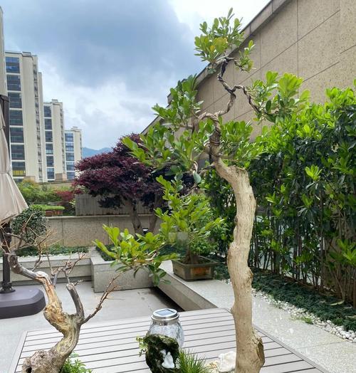 如何使黄杨盆景根系更粗壮？