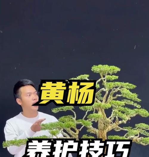 如何使黄杨盆景根系更粗壮？