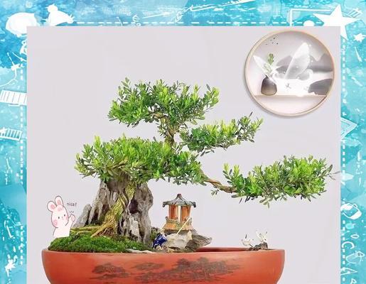 如何使黄杨盆景根系更粗壮？