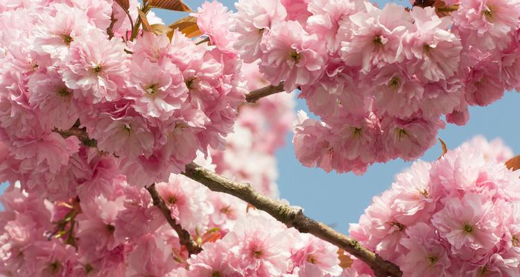 哪种花代表勇敢和勇气？