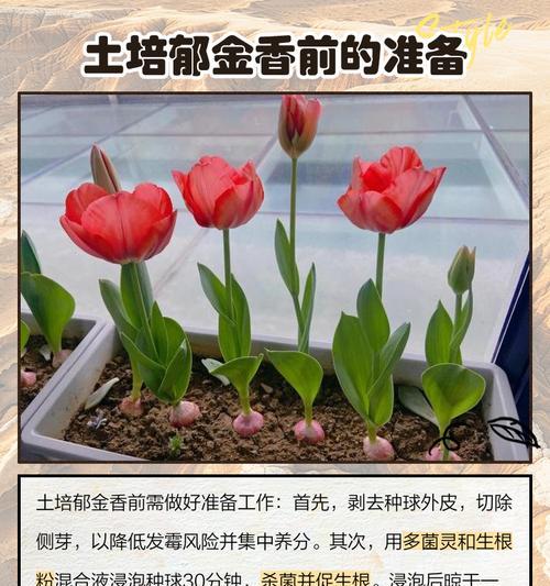 郁金香自然球的种植步骤是什么？