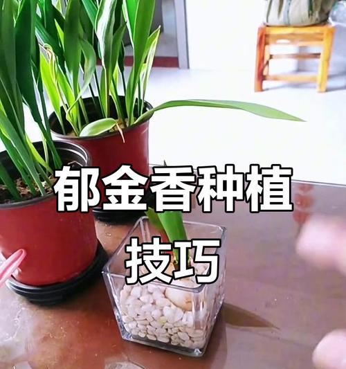 郁金香自然球的种植步骤是什么？