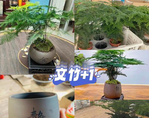 文竹的养植方法是什么？