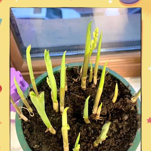 植物多开花的秘诀是什么？