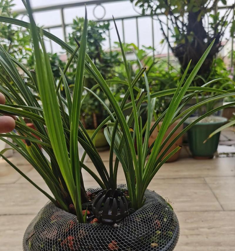 切花种植的正确方法和管理要点有哪些？