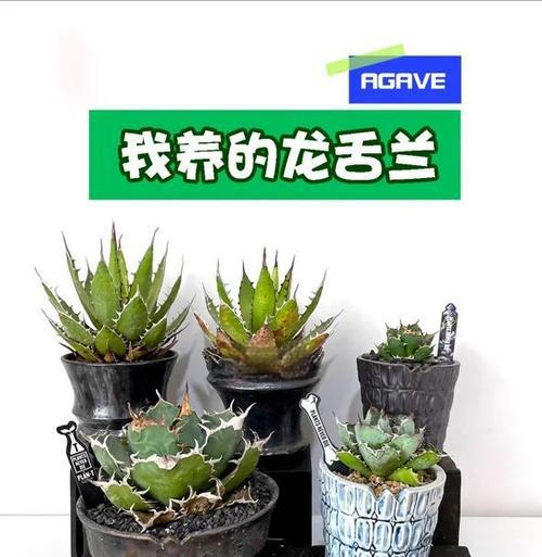 龙舌兰品种有哪些？如何养护龙舌兰？
