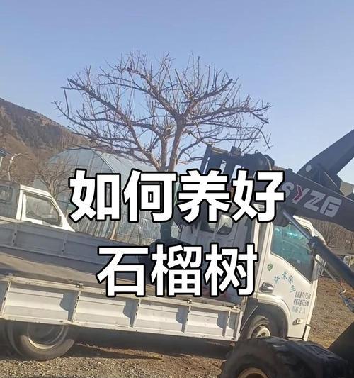 石榴树的养护技巧有哪些？