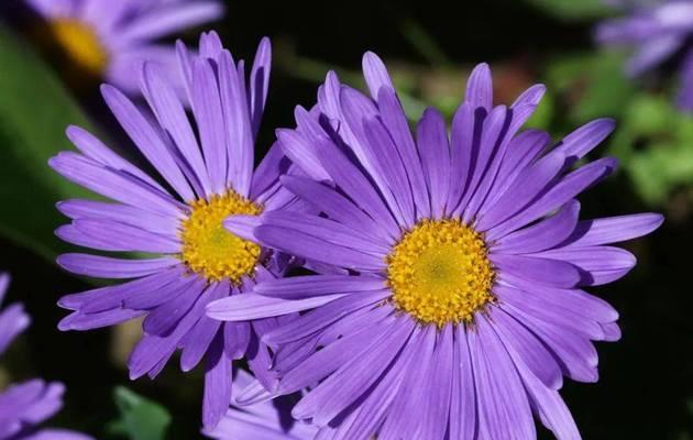 秋季的花有哪些种类？如何在秋季养护花卉？