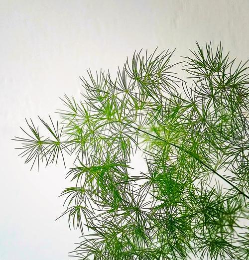 蓬莱松的造型技巧有哪些？如何修剪蓬莱松使其更美观？