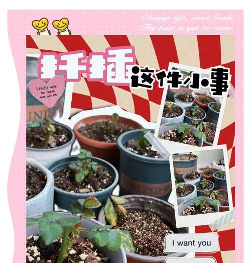玫瑰花移栽过程中应该注意什么？