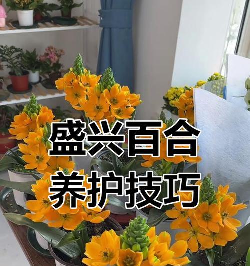 百合球根养护需要注意什么？如何促进百合球根的生长？