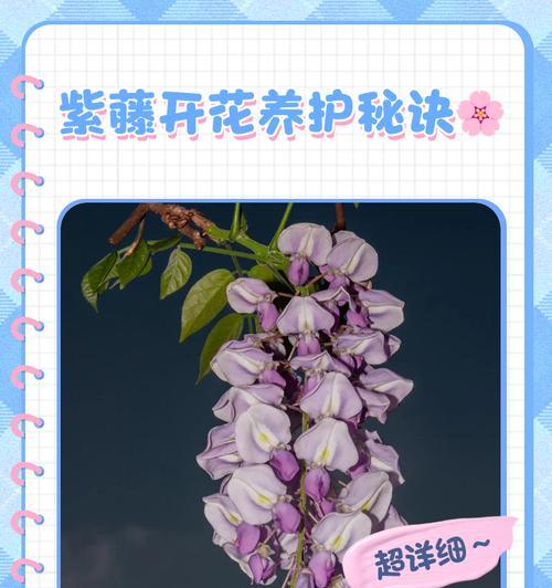 紫藤花的树形培养技巧有哪些？