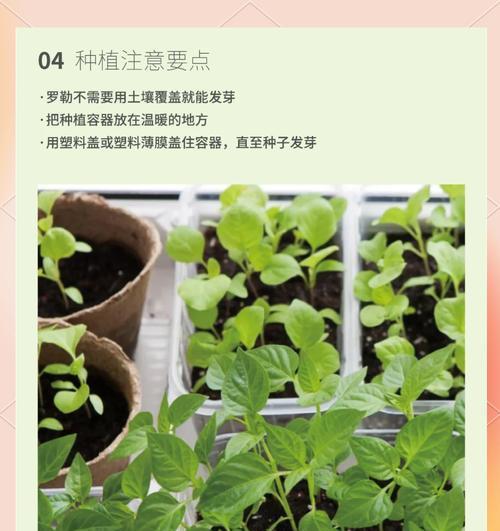 驱蚊罗勒种植的注意事项有哪些？