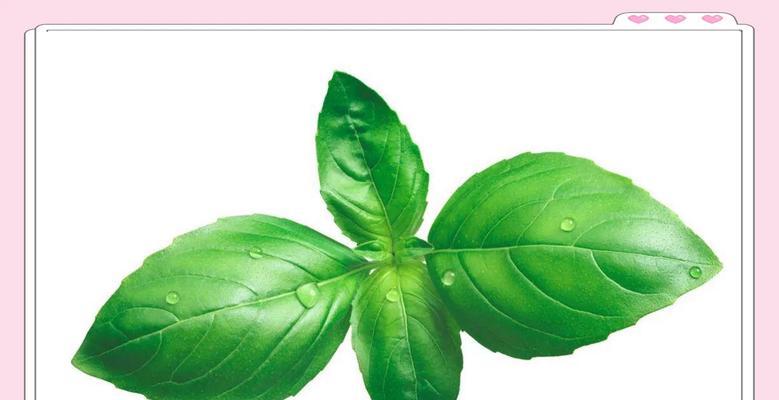 驱蚊罗勒种植的注意事项有哪些？