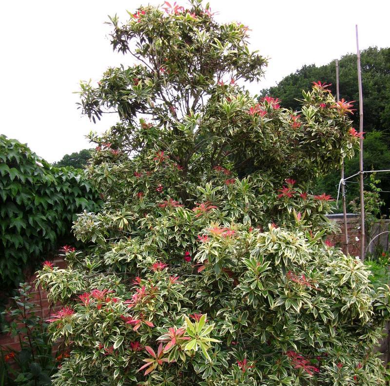 冬天有哪些花？这些花卉如何在寒冷季节中生存？