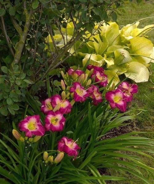 冬天有哪些花？这些花卉如何在寒冷季节中生存？